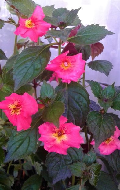  - colectia mea de achimenes 2021