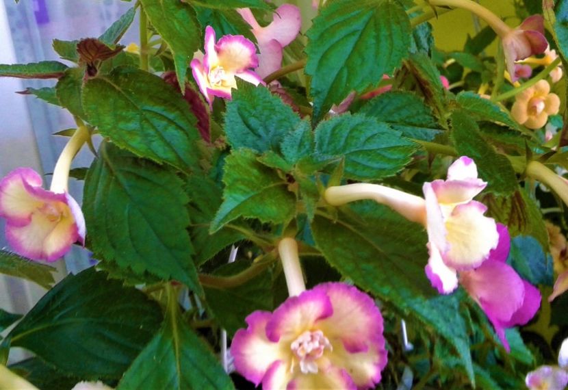  - colectia mea de achimenes 2021