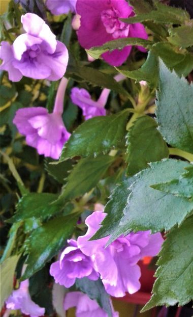  - colectia mea de achimenes 2021