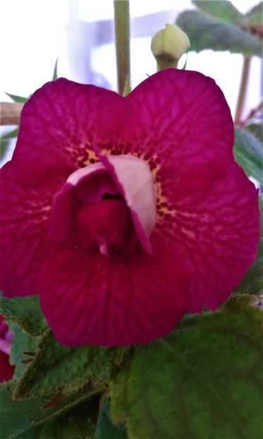  - colectia mea de achimenes 2021