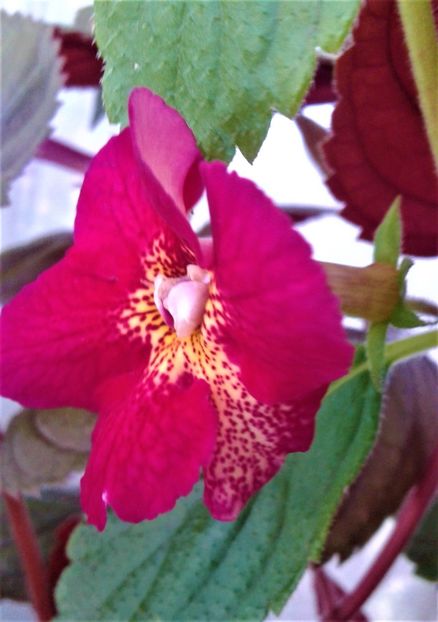  - colectia mea de achimenes 2021