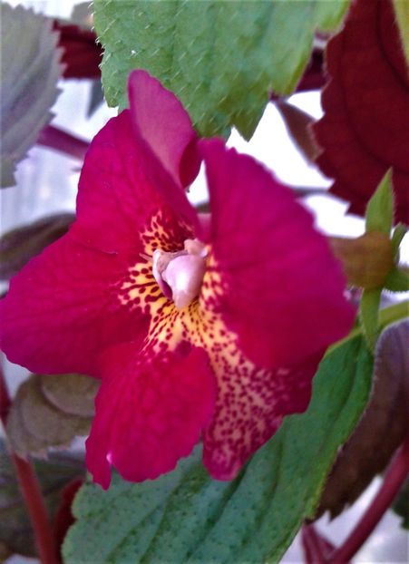  - colectia mea de achimenes 2021