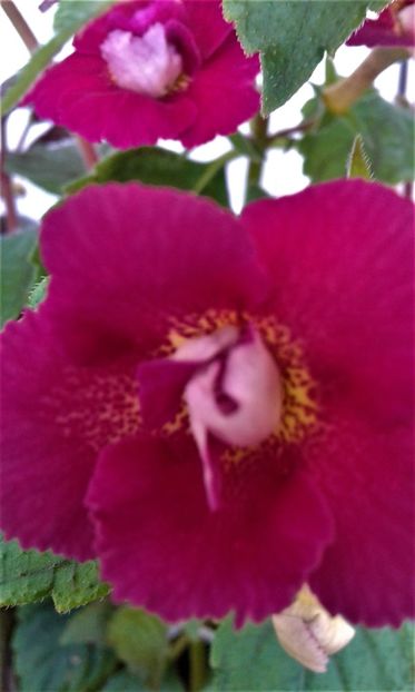  - colectia mea de achimenes 2021