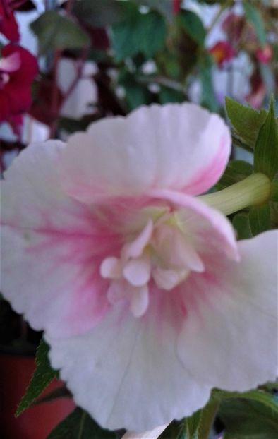  - colectia mea de achimenes 2021