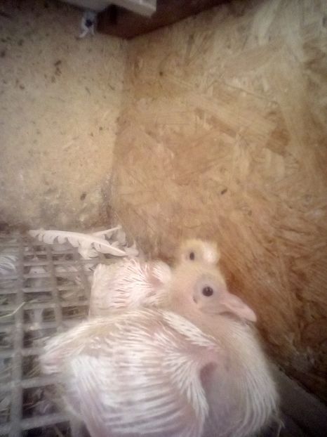  - Birmingham roller albi 2021