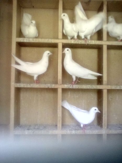  - Birmingham roller albi 2021