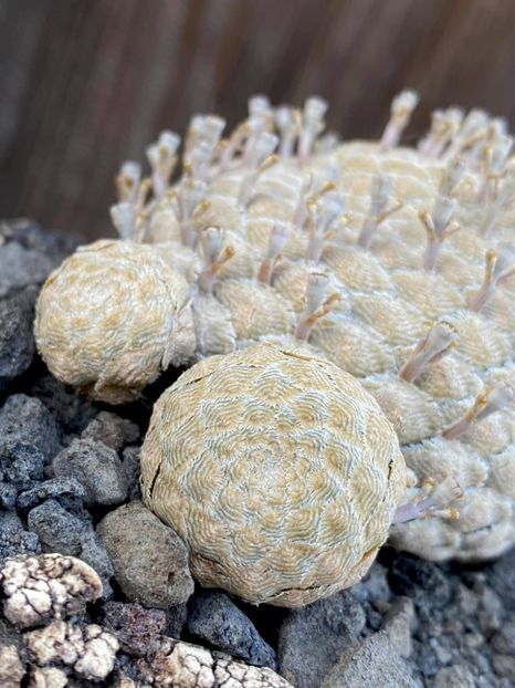 Euphorbia piscidermis - Whish list pentru viata urmatoare2