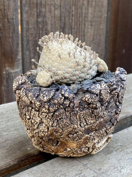 Kitoi - Euphorbia piscidermis - Vase - aranjamente - accesorii