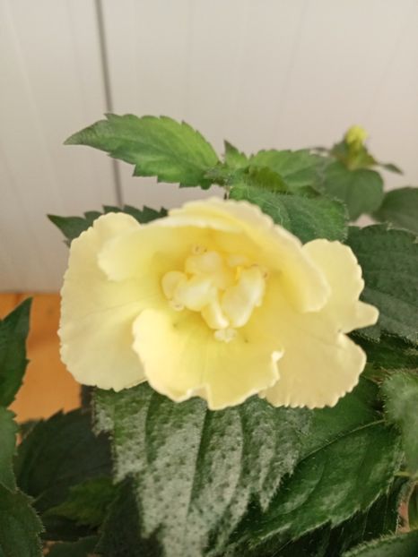  - Yellow English Rose