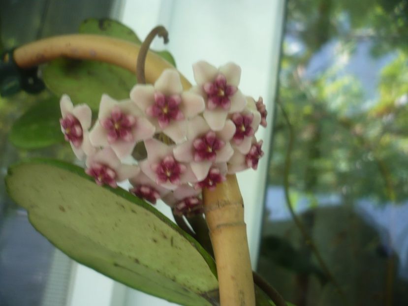 P1490841 - HOYA 2021-2