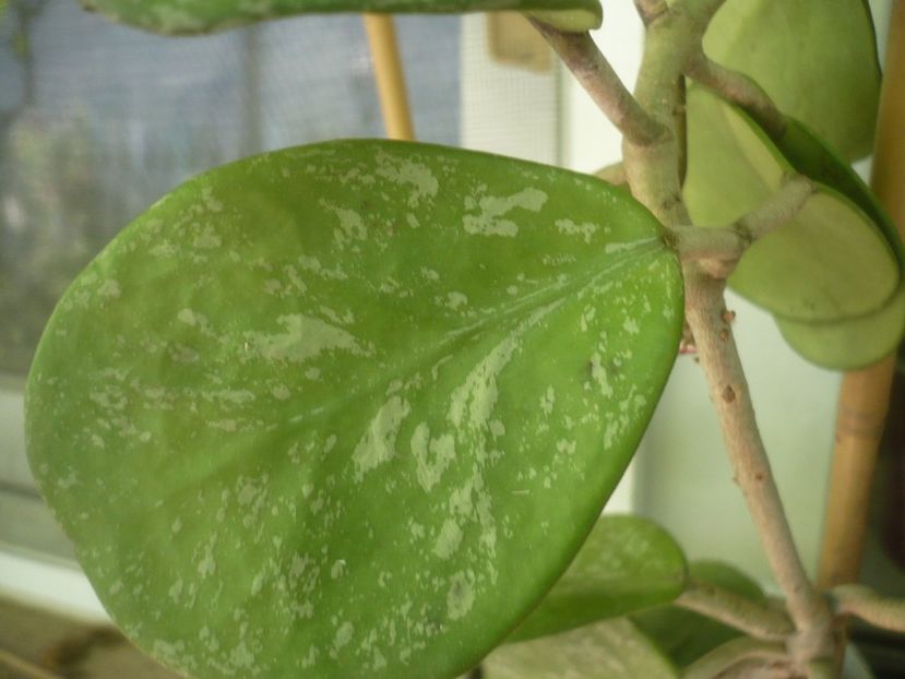 P1490842 - HOYA 2021-2