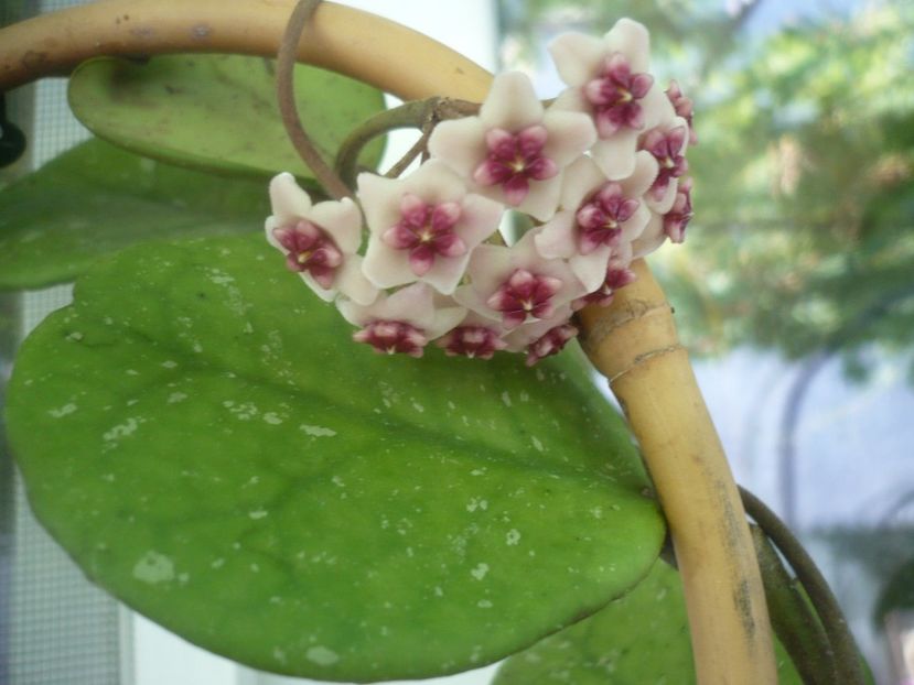 P1490850 - HOYA 2021-2
