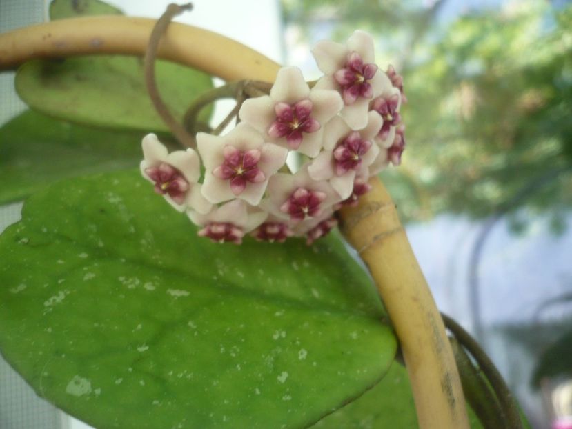P1490851 - HOYA 2021-2