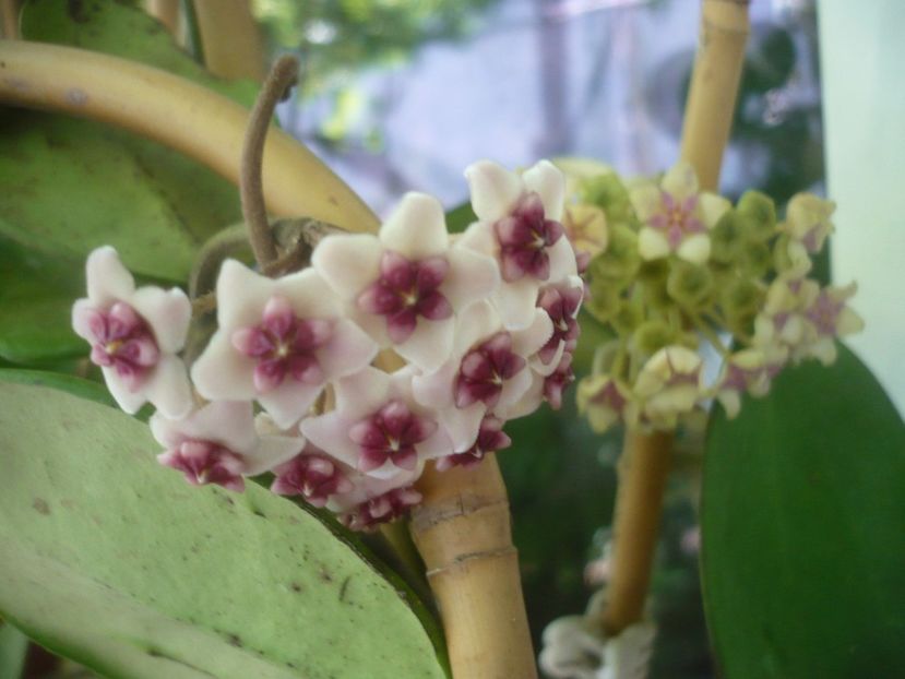 P1490837 - HOYA 2021-2