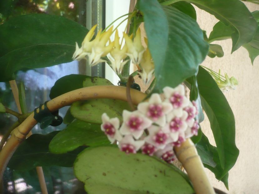 P1490838 - HOYA 2021-2