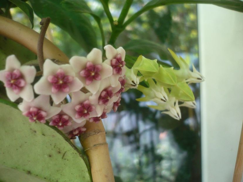 P1490839 - HOYA 2021-2