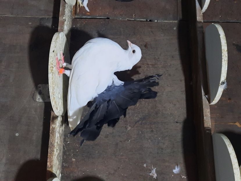  - Voltati albi cu coada neagra și rosie