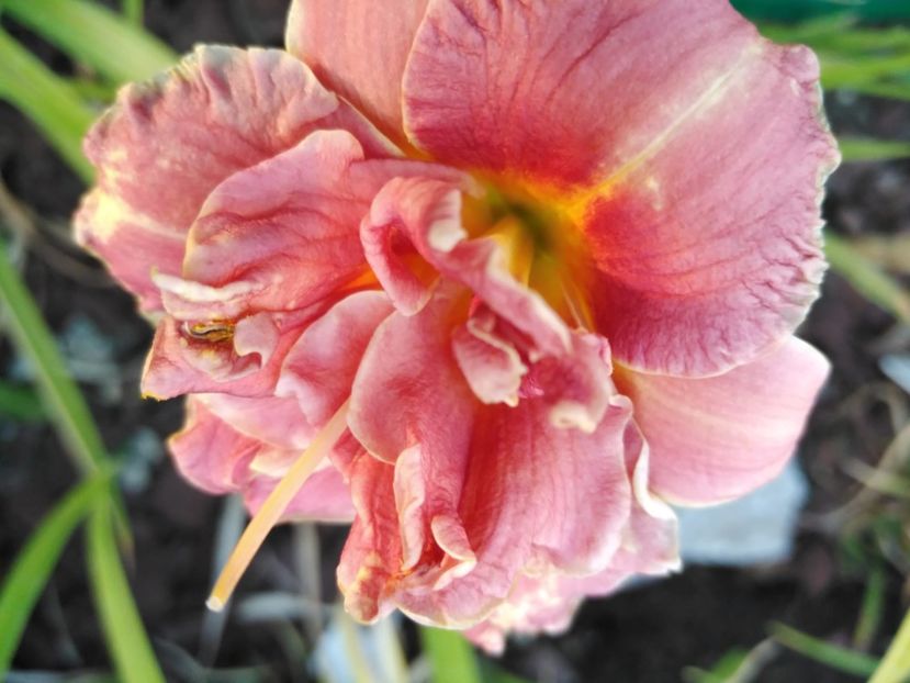 Two to tango - Hemerocallis 2021