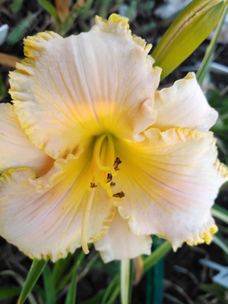 Ed Brown - Hemerocallis 2021