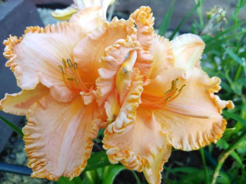 Orange Cream - Hemerocallis 2021