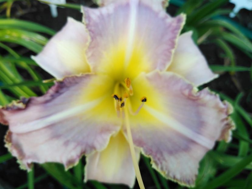 Margareth Mitchell - Hemerocallis 2021