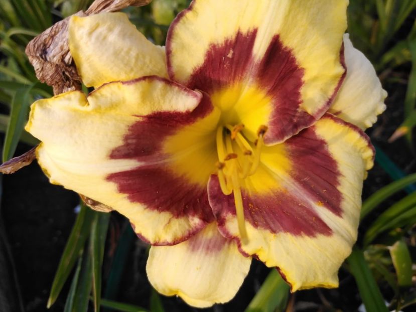 El Desperado - Hemerocallis 2021