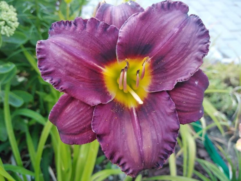 Cinderella dark side - Hemerocallis 2021