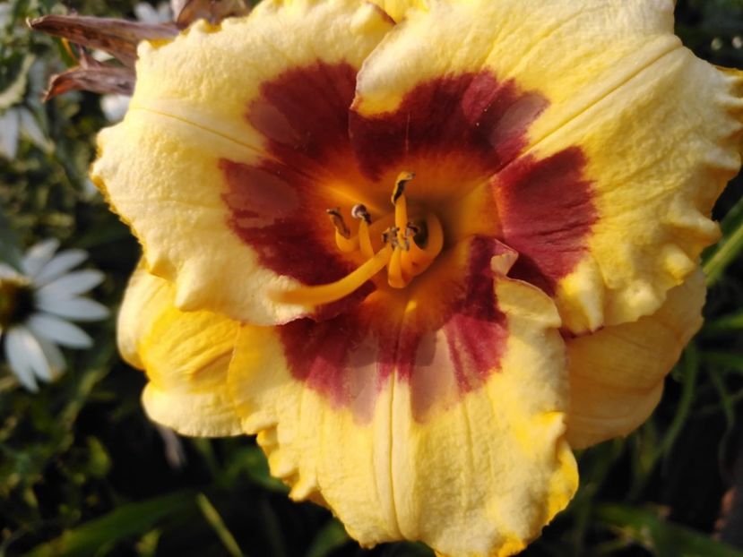 IMG-20210718-WA0009 - Hemerocallis 2021