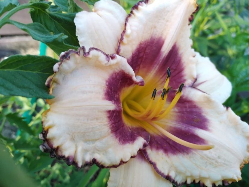 IMG-20210718-WA0010 - Hemerocallis 2021