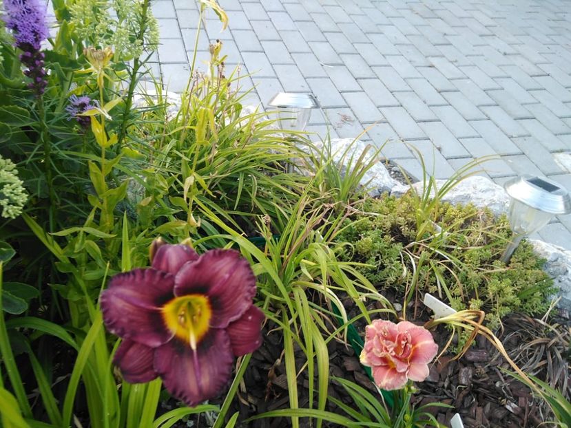 IMG-20210718-WA0006 - Hemerocallis 2021