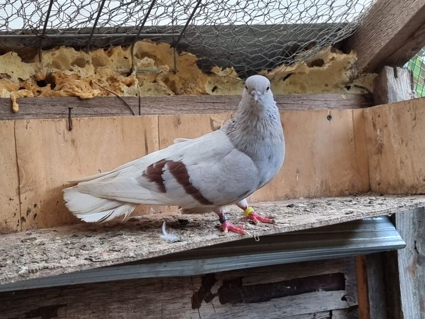  - 1-Argintiu Romanesc