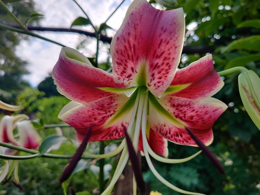 Scheherezade - Crini