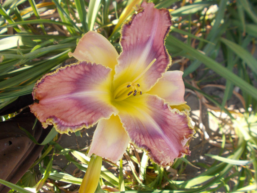 r4,13-fl=17cm - HEMEROCALLISI NOI DISPONIBIL IN 2021