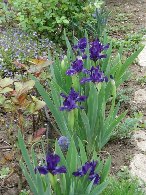 iris pitic nr 1- 5 lei rizomul - PLANTE DE GRADINA DE VANZARE 2022