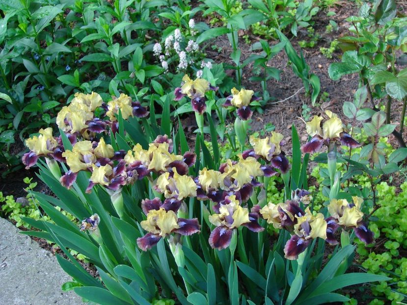 iris pitic nr 4- 5 lei rizomul - PLANTE DE GRADINA DE VANZARE 2022