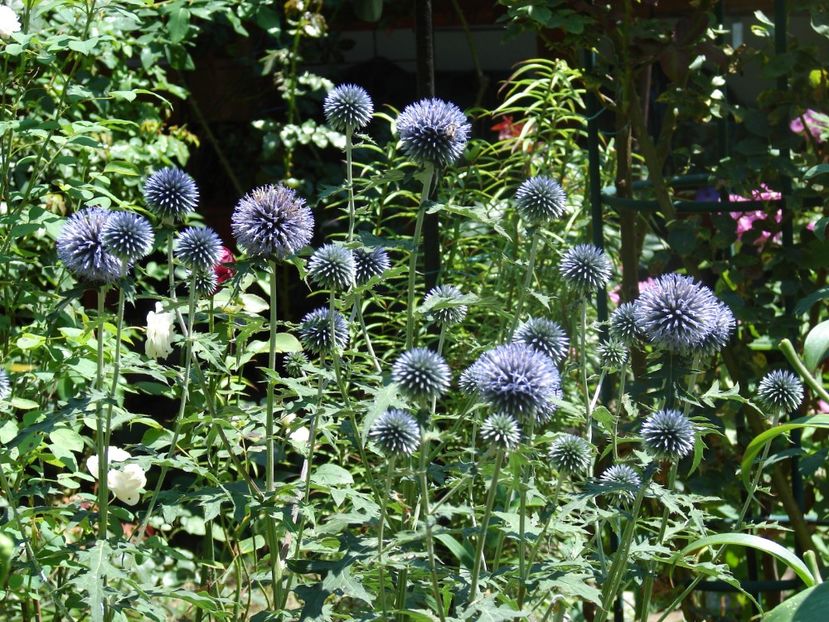 Echinops bannaticus-10 lei - PLANTE DE GRADINA DE VANZARE 2022
