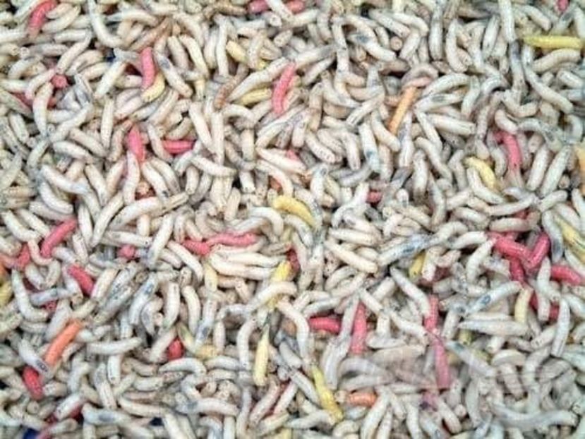 received_982181862618269 - Pescuit 2021