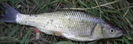 received_379295590475541 - Pescuit 2021