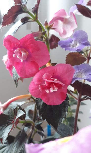  - 001 2021 - Dreamtime