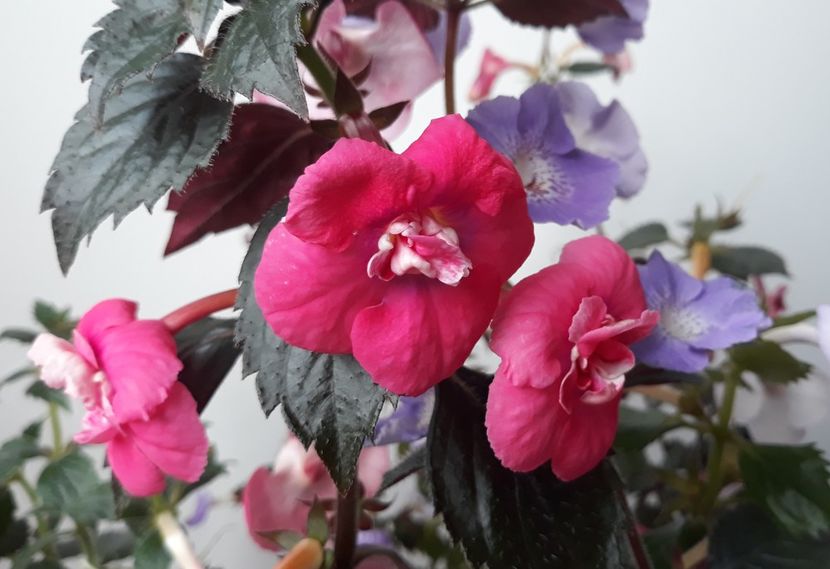  - 001 2021 - Dreamtime