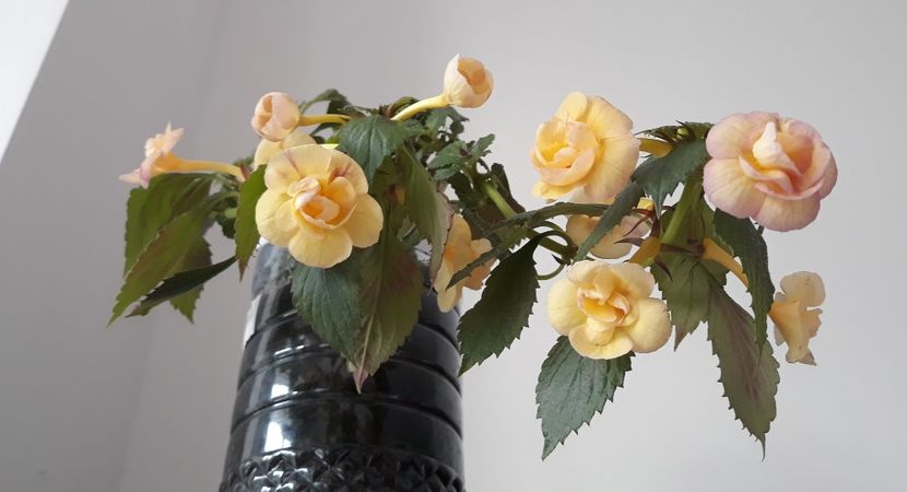  - 0001 2022 - RF s Tropicana