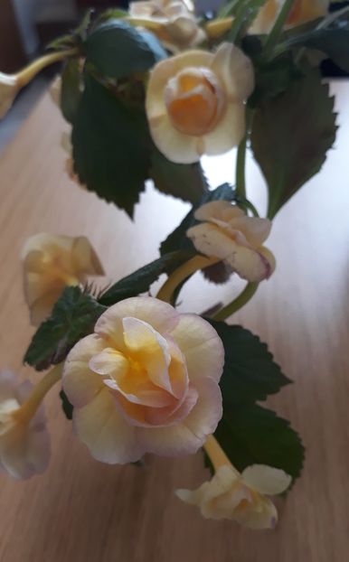  - 0001 2022 - RF s Tropicana