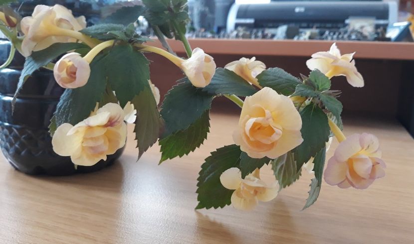  - 0001 2022 - RF s Tropicana