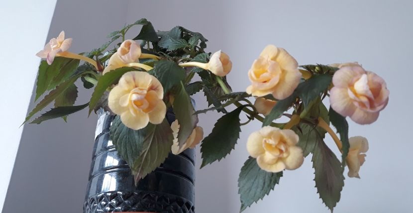  - 0001 2022 - RF s Tropicana