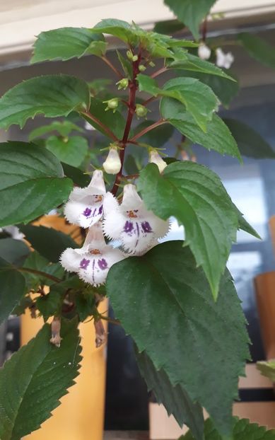  - 0001 2022 - Fimbriata