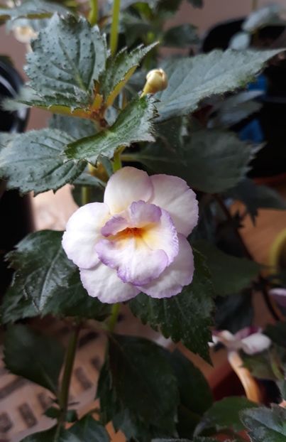  - 001 2021 - Shy Sun