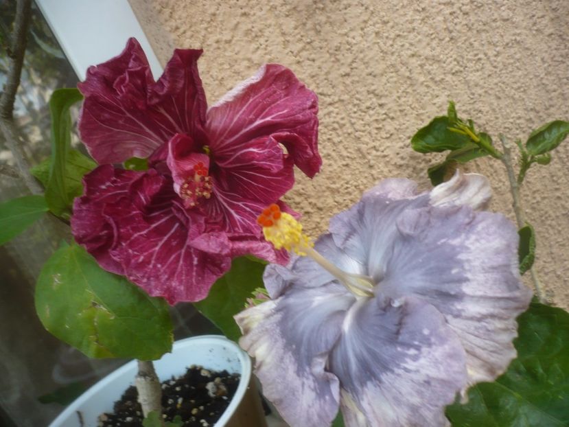 P1490863 - HIBISCUSI 2021-2