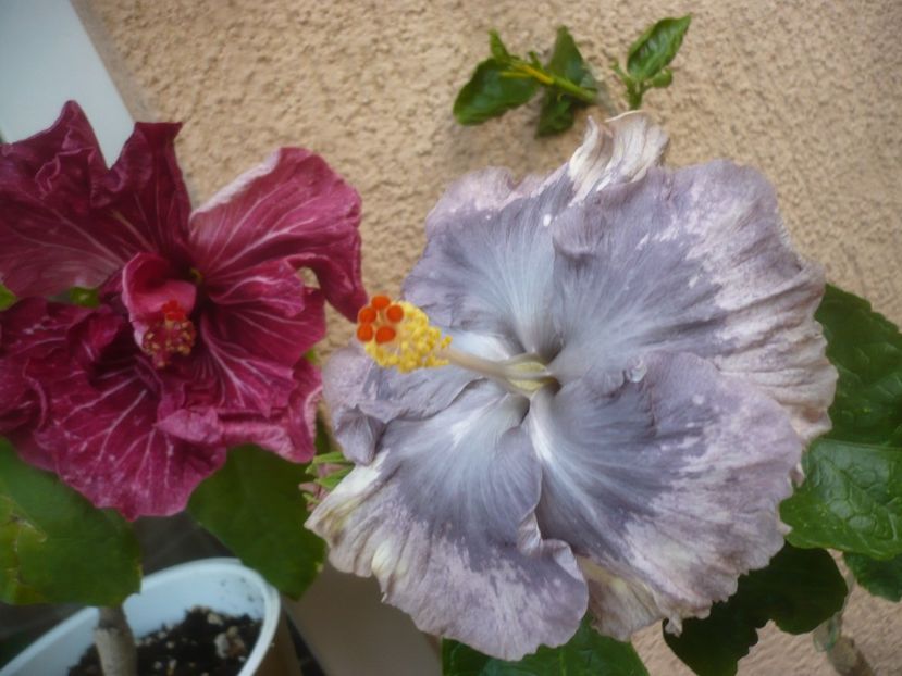 P1490865 - HIBISCUSI 2021-2