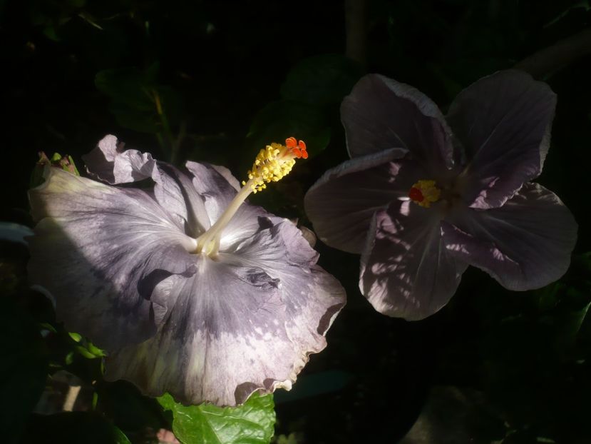 P1490866 - HIBISCUSI 2021-2