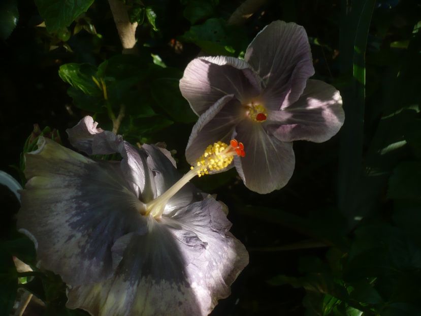 P1490867 - HIBISCUSI 2021-2